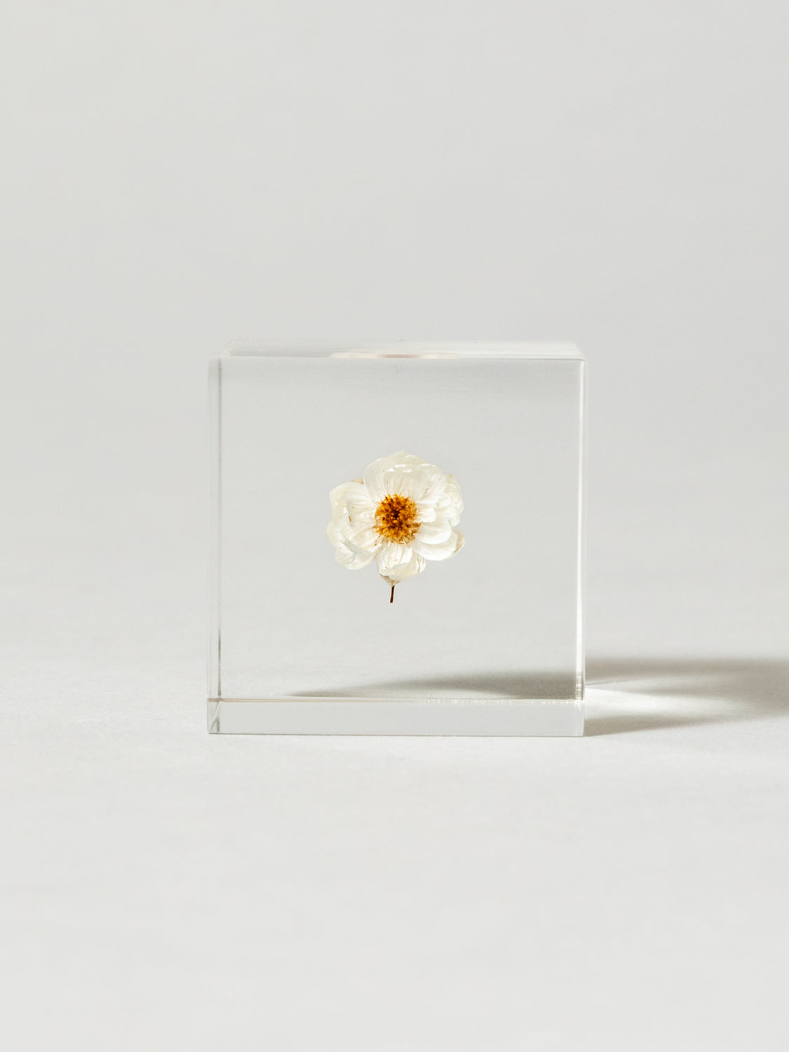 Sola Cube - Chamomile Sunray