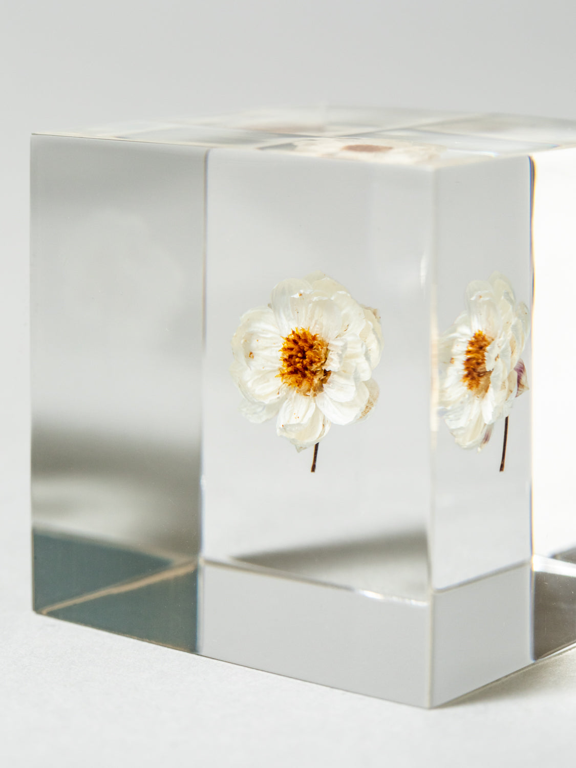 Sola Cube - Chamomile Sunray